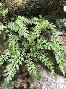 Sivun Asplenium sarelii subsp. pekinense (Hance) Fraser-Jenk., Pangtey & Khullar kuva