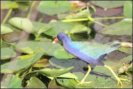 Image of American Purple Gallinule
