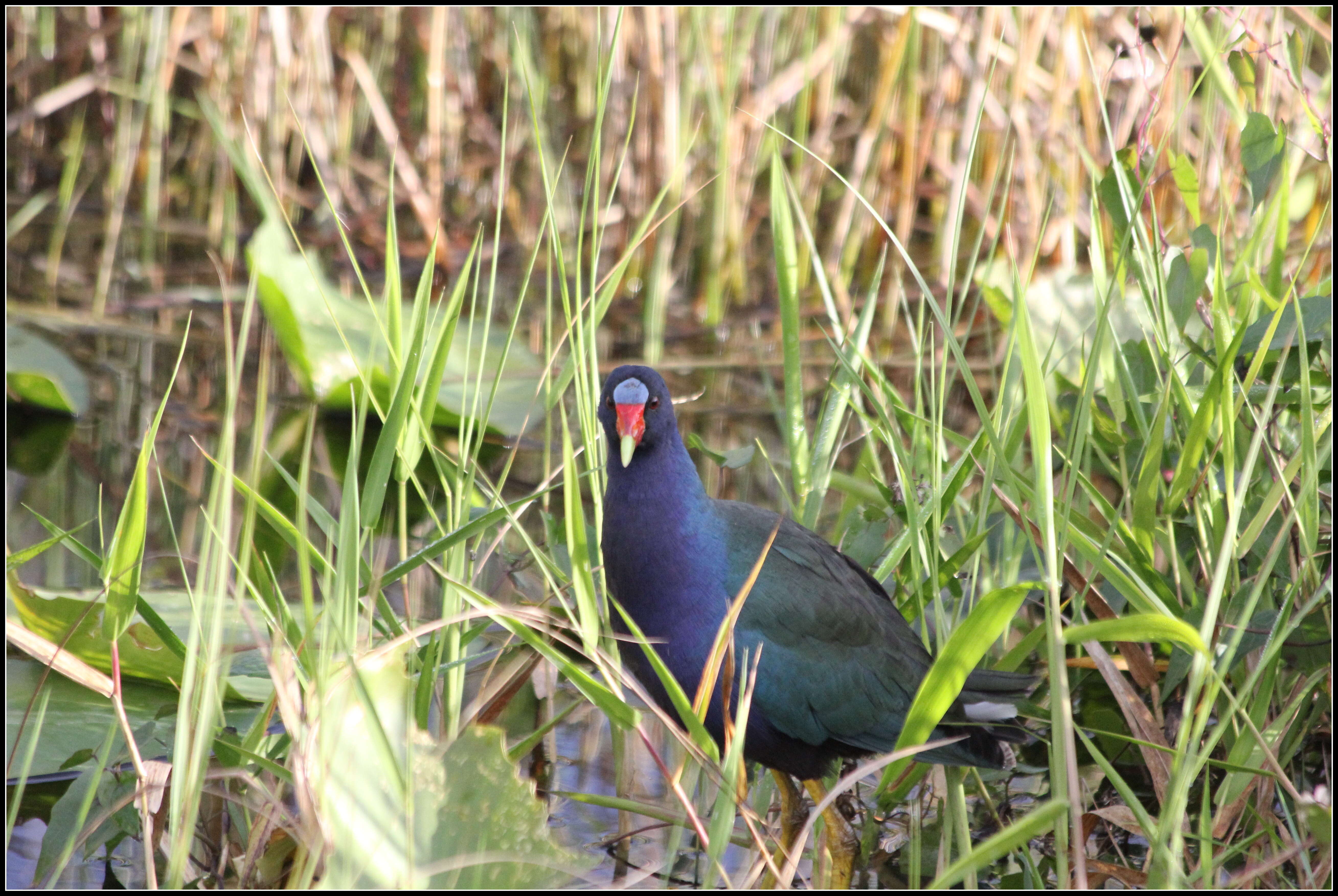 Image of American Purple Gallinule