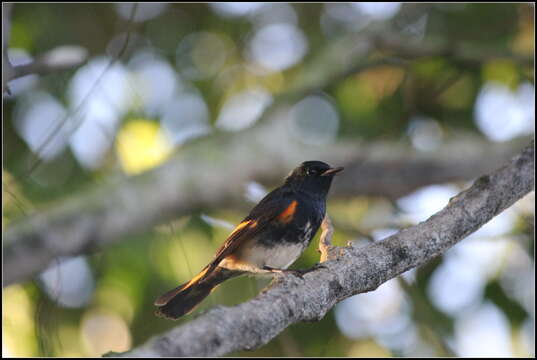 Image of American Redstart