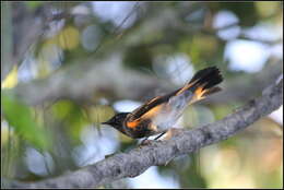 Image de Paruline flamboyante