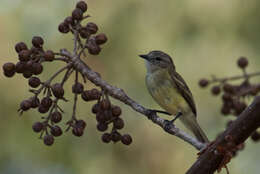 Image of Lesser Elaenia