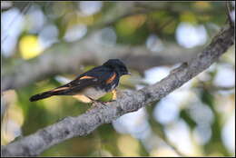 Image of American Redstart