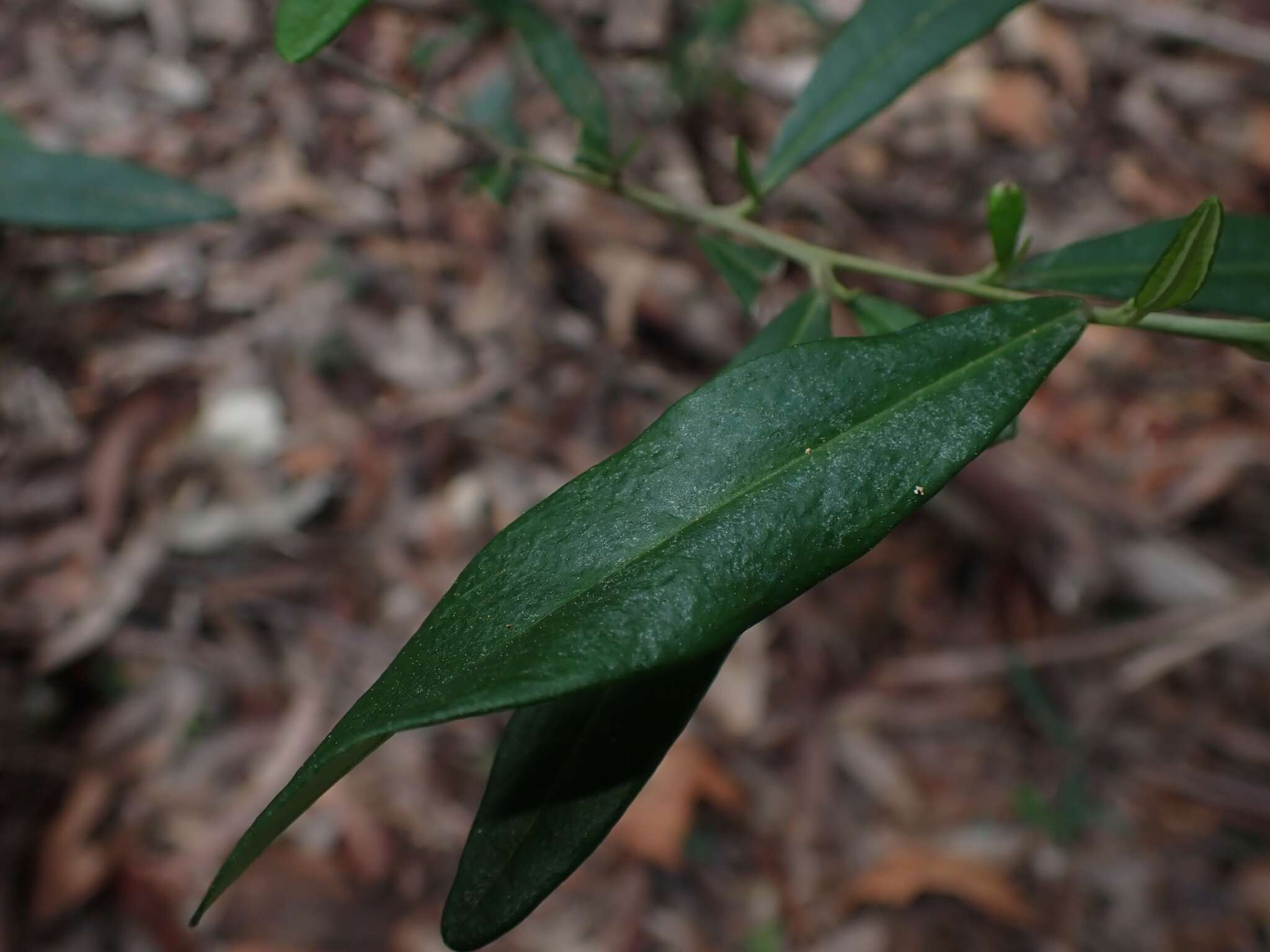 Sivun Beyeria lasiocarpa (F. Muell.) Müll. Arg. kuva