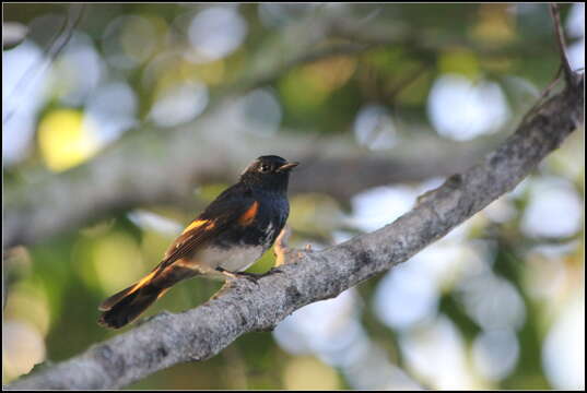 Imagem de Setophaga ruticilla (Linnaeus 1758)