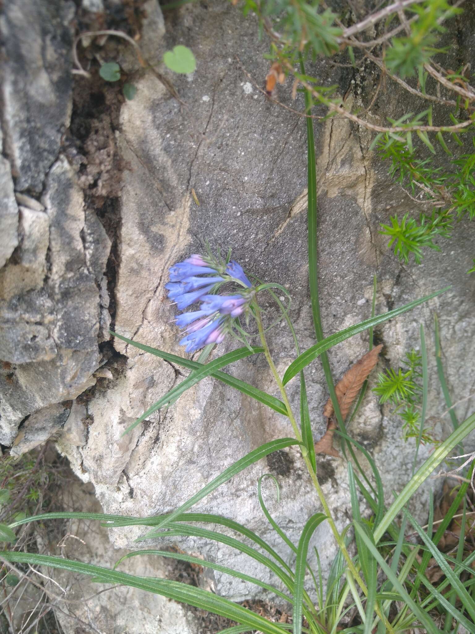 Image of Moltkia suffruticosa (L.) Brand