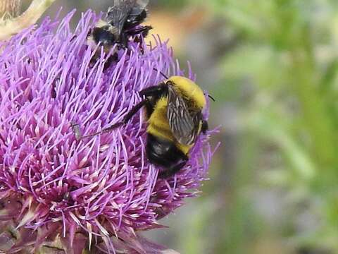 Image of Morrison Bumble Bee