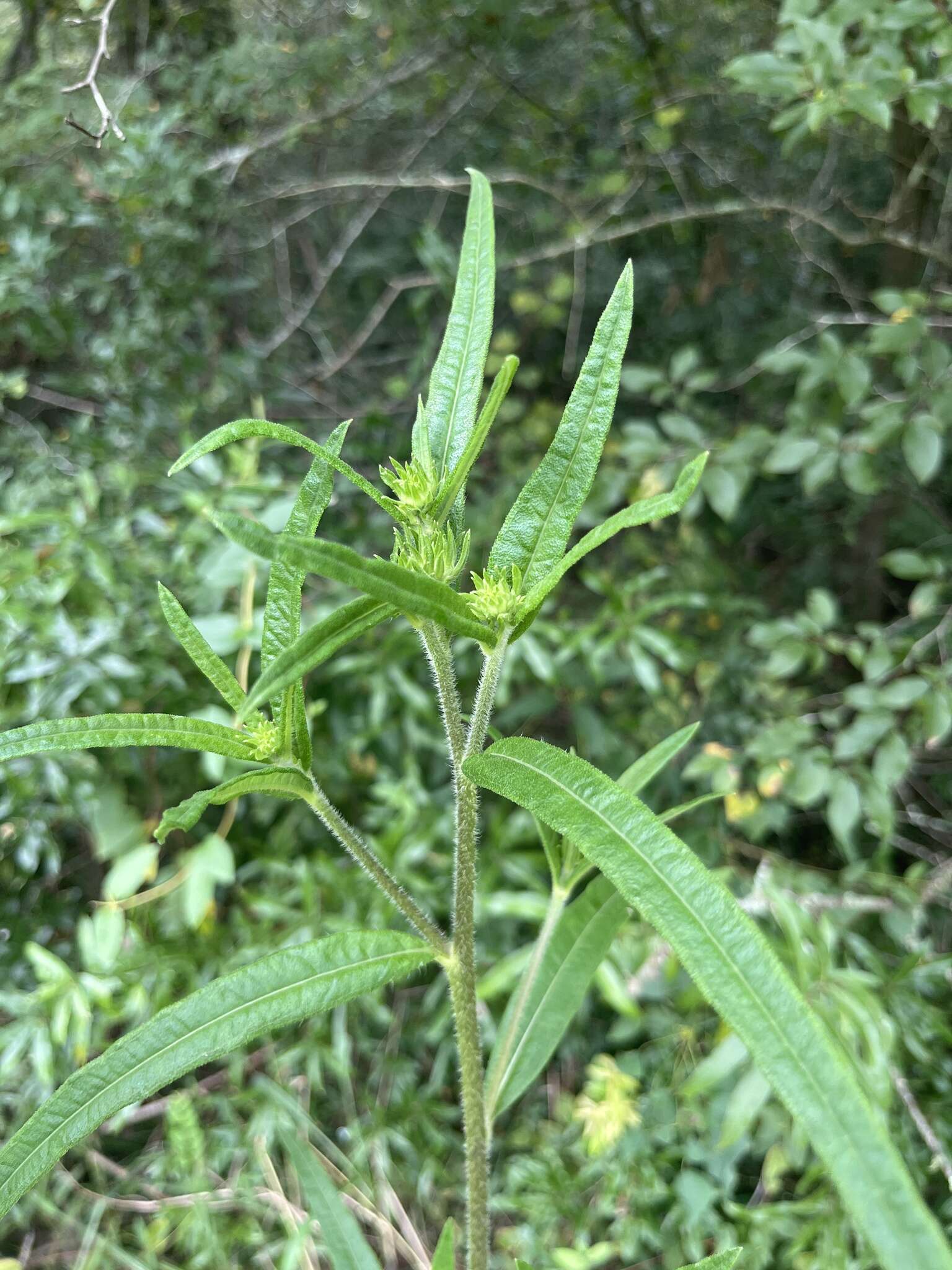 Sivun Helianthus simulans E. E. Watson kuva