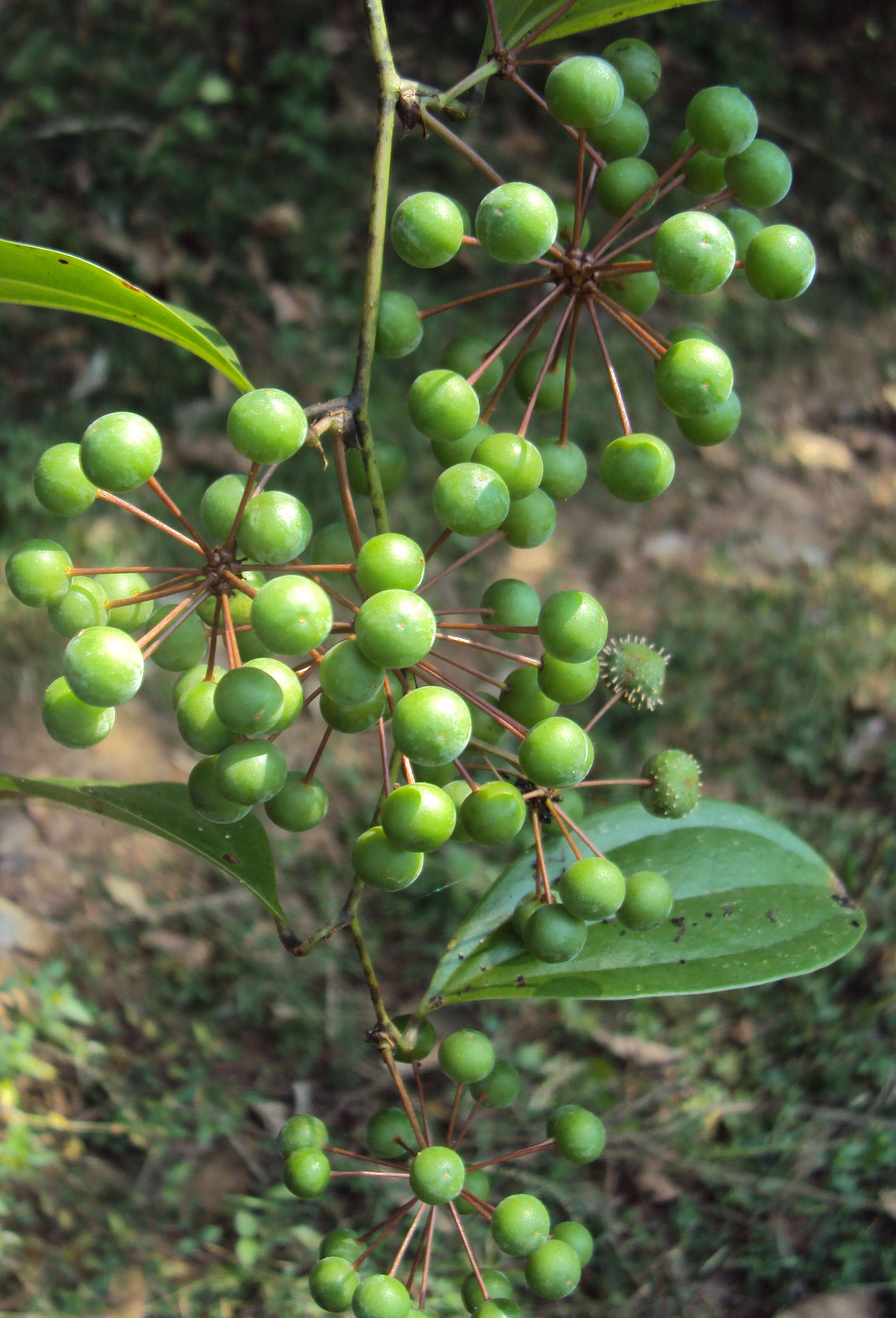 Image of Smilax zeylanica L.