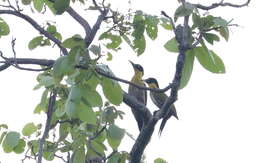 Image of Picus erythropygius erythropygius (Elliot & DG 1865)