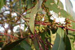 Слика од Eucalyptus camaldulensis subsp. camaldulensis