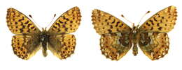 Image of cranberry fritillary