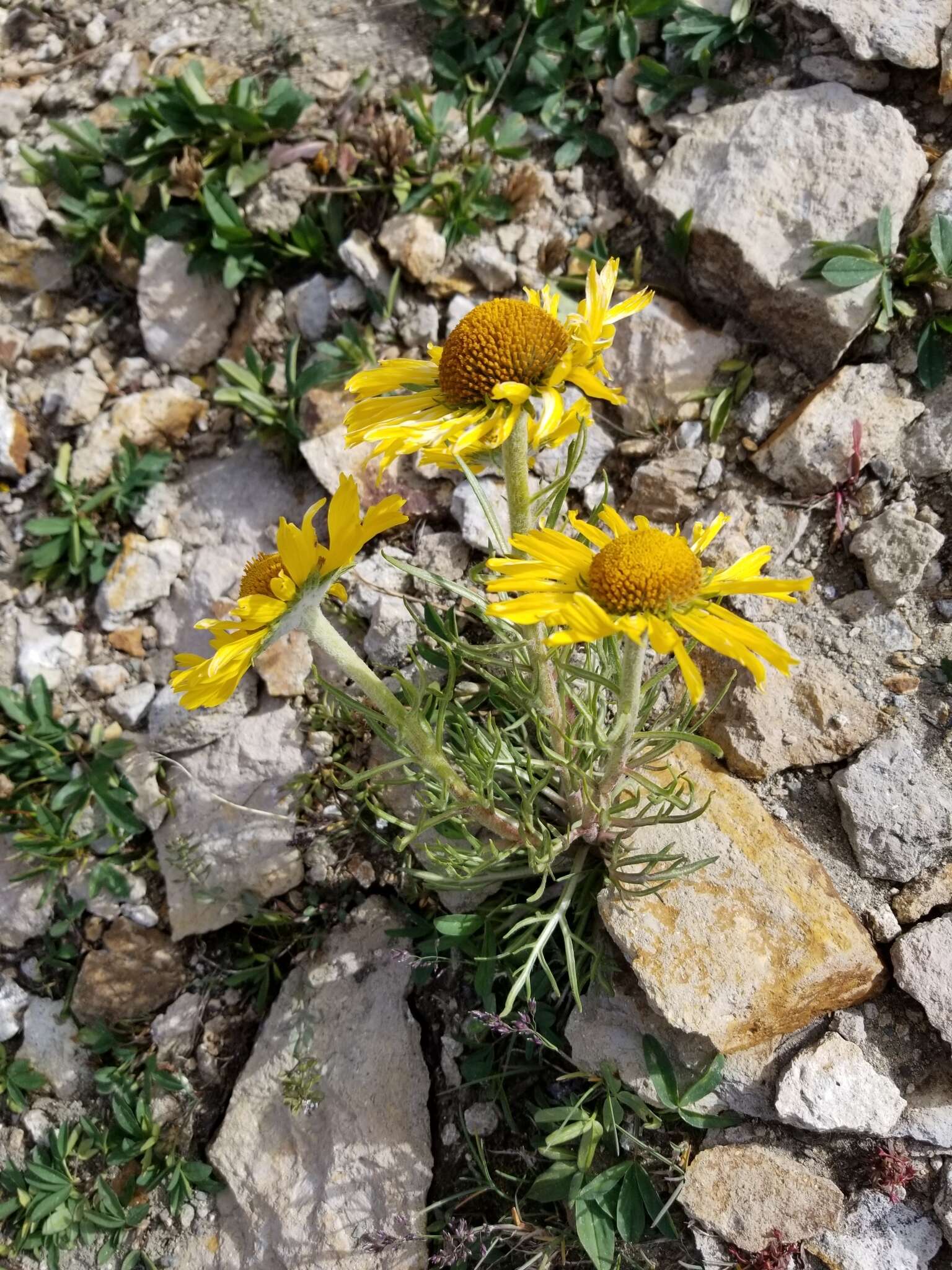 Image of graylocks four-nerve daisy