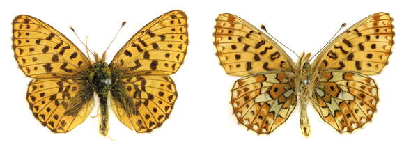 Plancia ëd Boloria euphrosyne