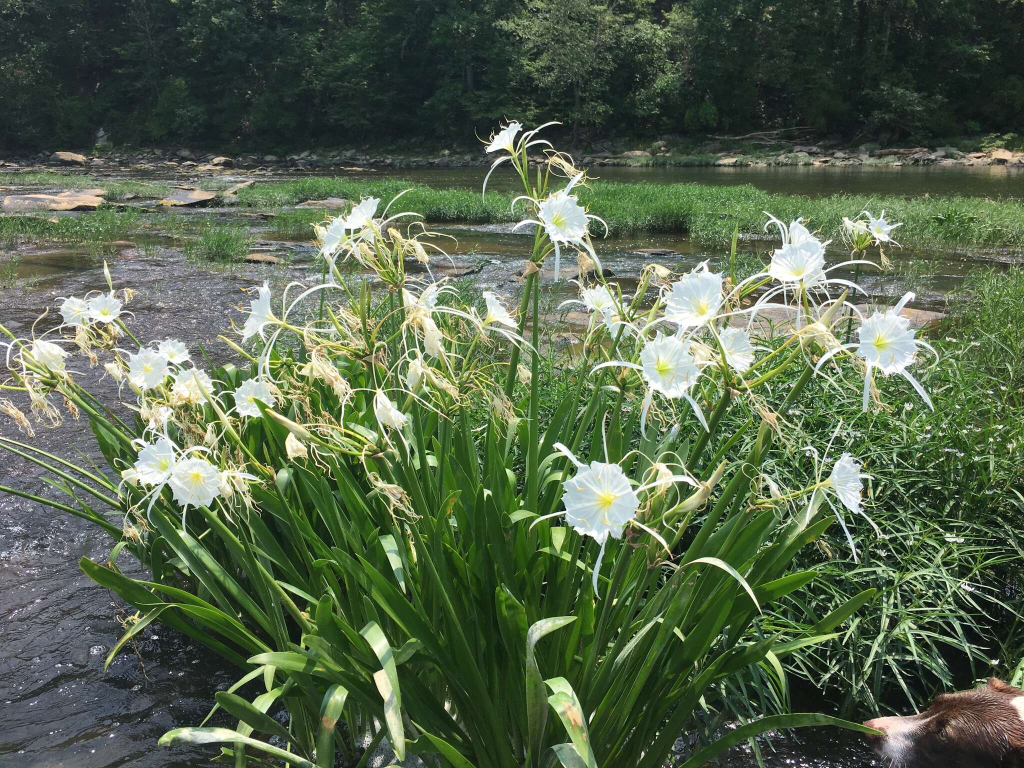 Image of Shoals Spider-Lily