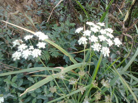 Image of burnet saxifrage