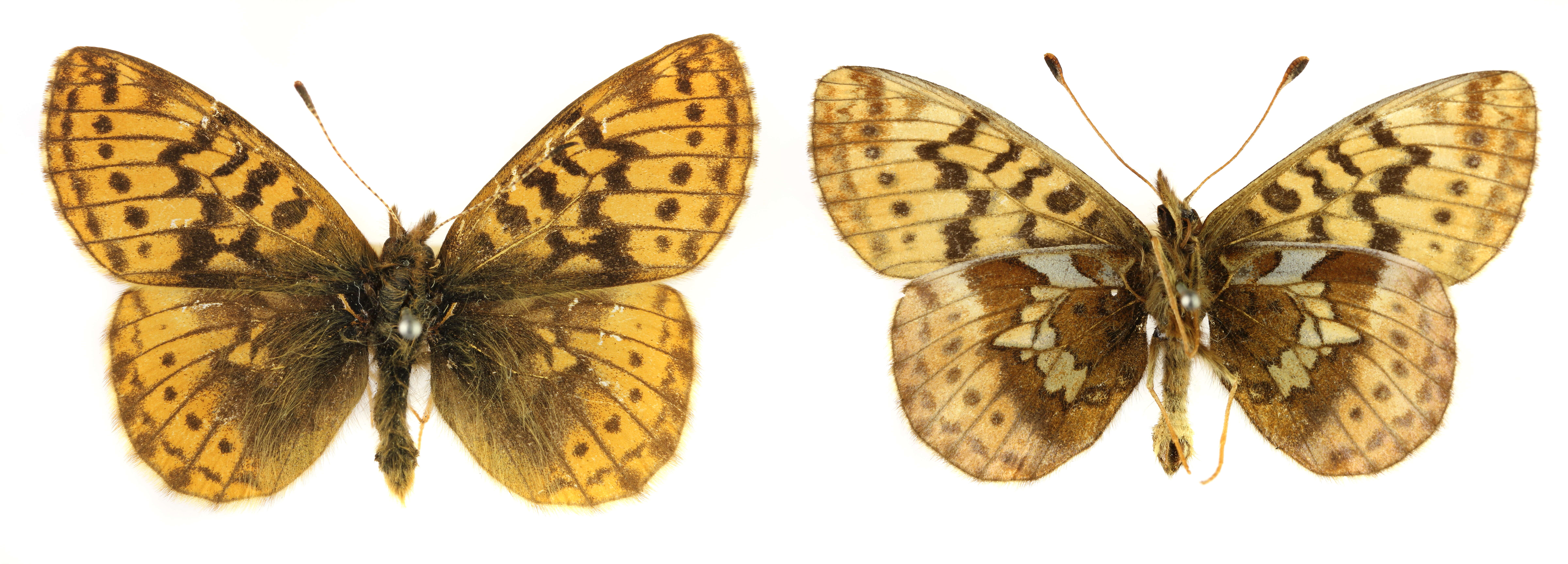 Plancia ëd Boloria frigga