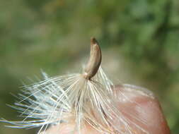 Image of Carduus adpressus C. A. Meyer