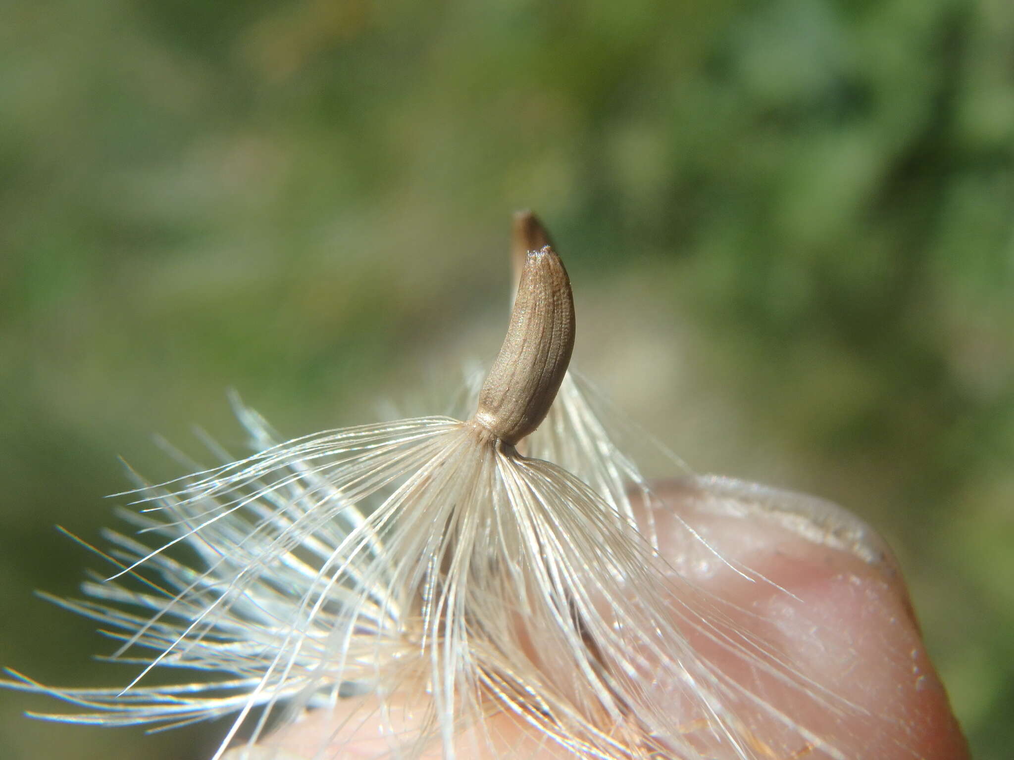 Image of Carduus adpressus C. A. Meyer