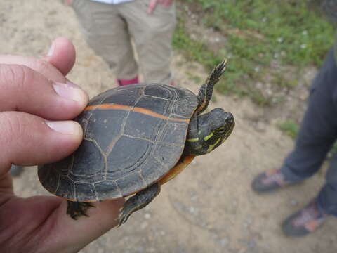 Image of Southern painted turtle