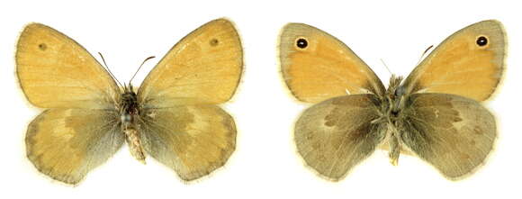 Image of small heath