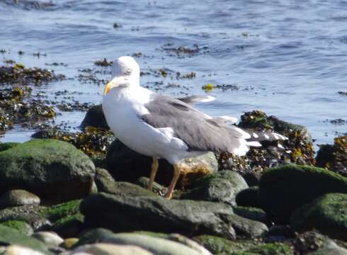 Image of Larus fuscus graellsii Brehm & AE 1857