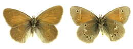 Image of Common Ringlet