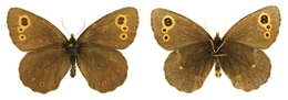 Image of Lapland Ringlet