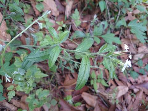 Image of Lithospermum calcicola Robinson