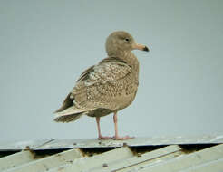 Image of Glaucous Gull