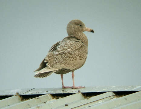 Image of Glaucous Gull