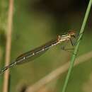 Image de Austrolestes cingulatus (Burmeister 1839)