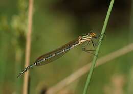 Image of Austrolestes cingulatus (Burmeister 1839)