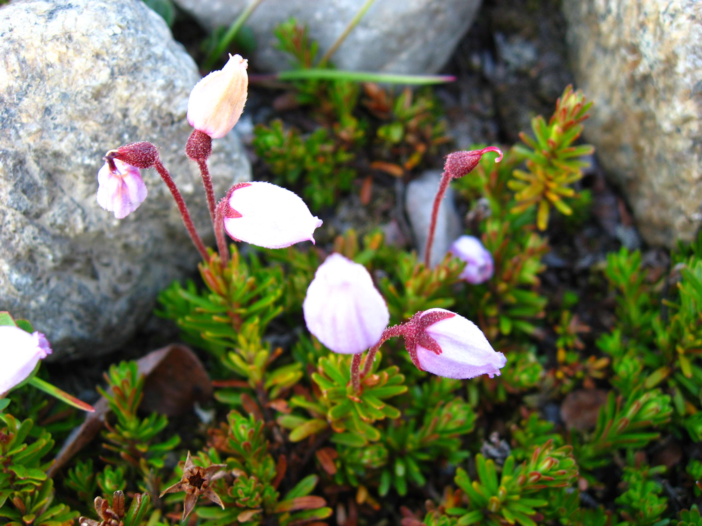 Image of blue mountainheath