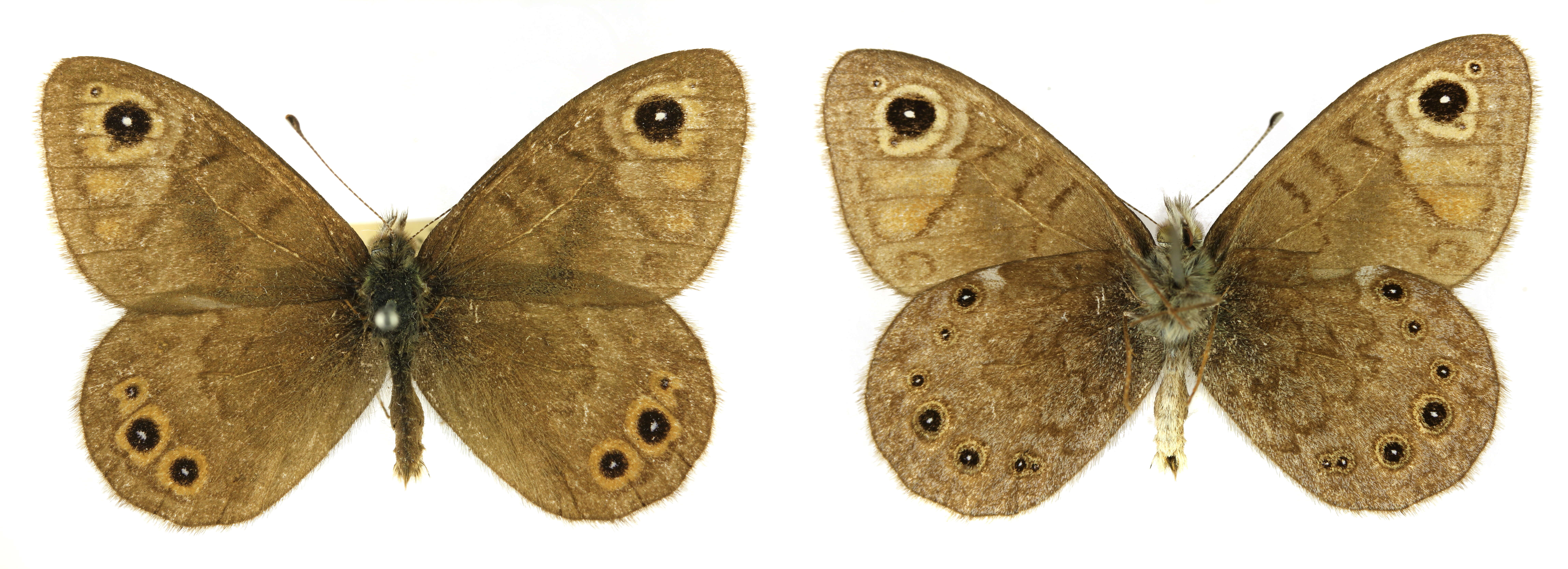 Image of Lasiommata petropolitana