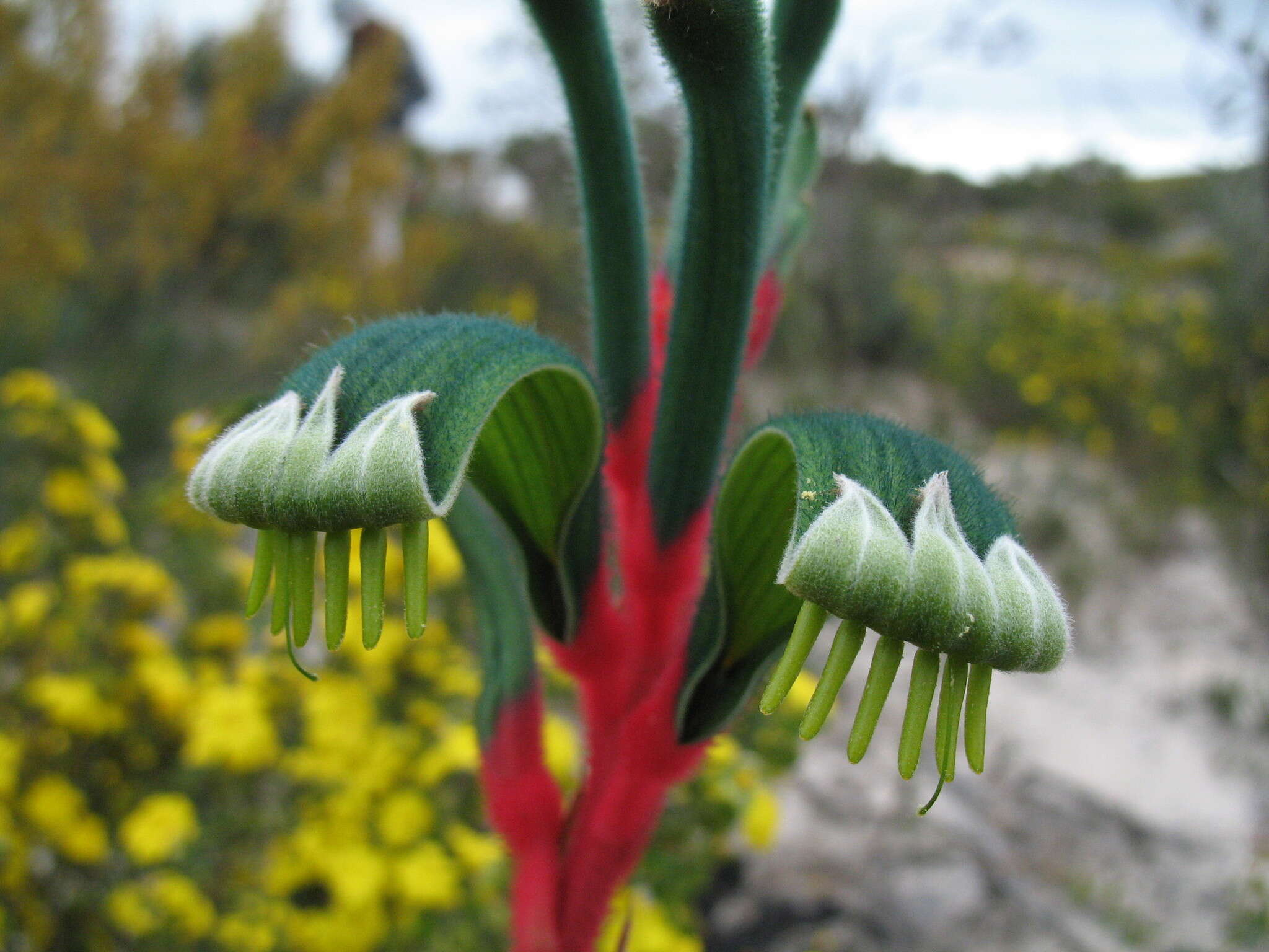 Image of Anigozanthos manglesii subsp. manglesii