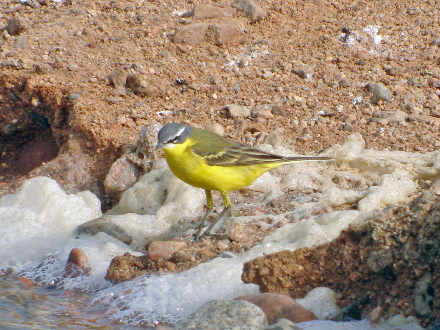 Motacilla flava flava Linnaeus 1758 resmi