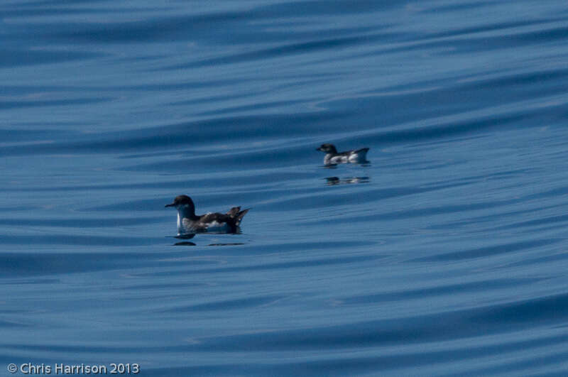 Image of Fluttering Shearwater