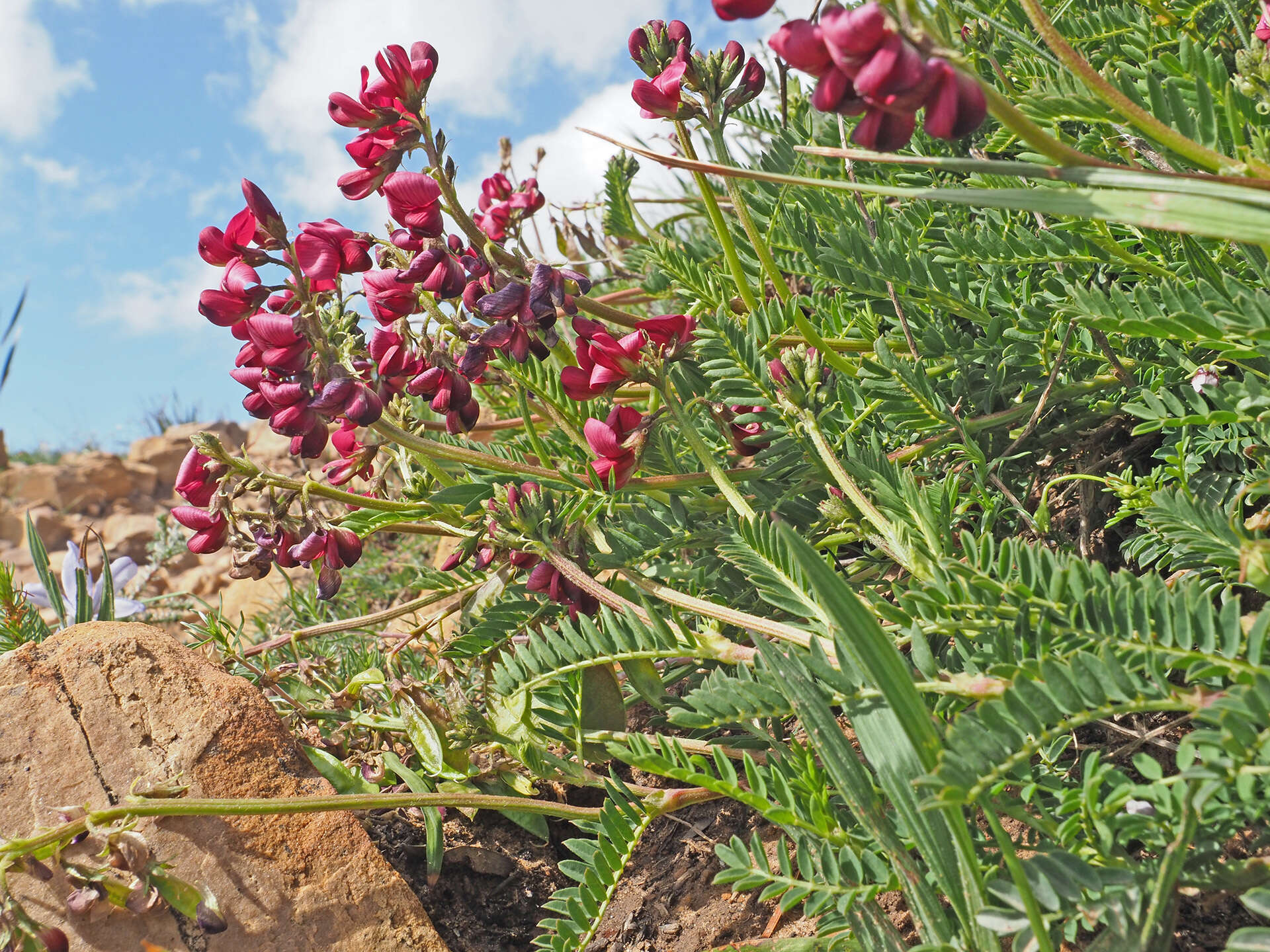 Image of Lessertia capensis (P. J. Bergius) Druce