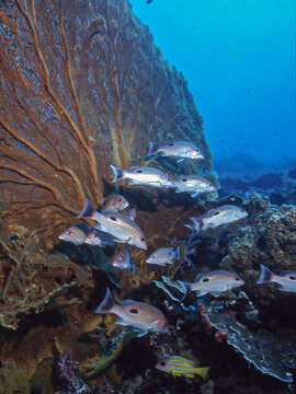 Image of Indian snapper