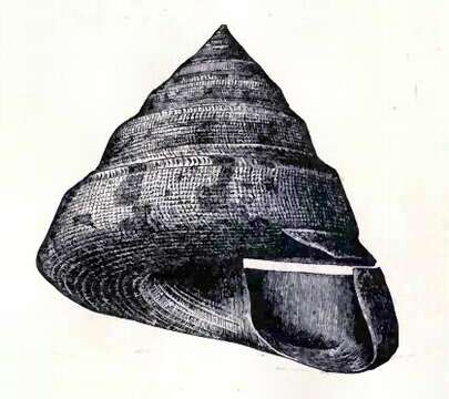 Image of Entemnotrochus P. Fischer 1885