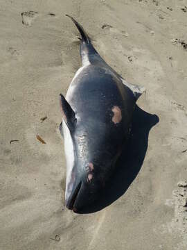 Image of Common porpoises