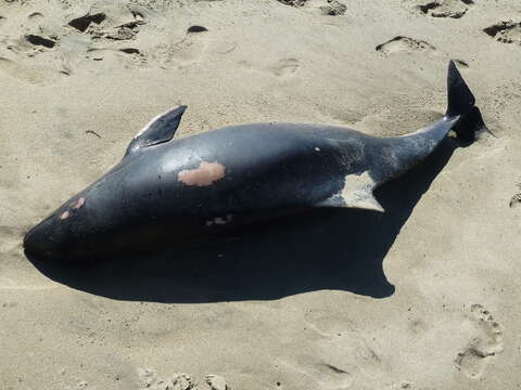 Image of Common porpoises