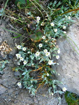 Image of longstalk starwort