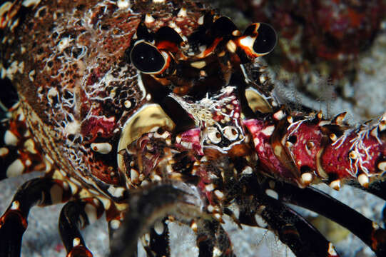 Image of Banded Spiny Lobster