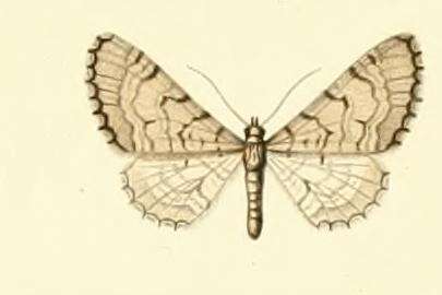 Image of Eupithecia silenicolata Mabille 1866