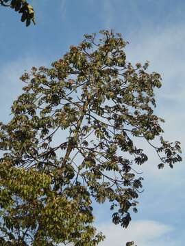 Image of Yagrumo Hembra, Trumpet-Tree