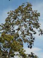 Image of Yagrumo Hembra, Trumpet-Tree