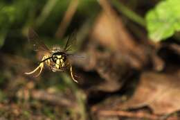 Image of Common wasp