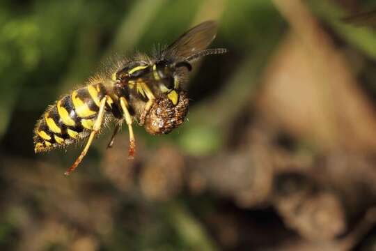 Image of Common wasp